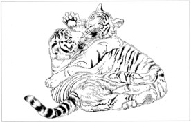 老虎 白描 素描 线描 国画