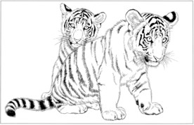 老虎 白描 素描 线描 国画