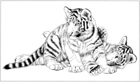 老虎 白描 素描 线描 国画