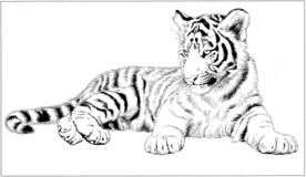 老虎 白描 素描 线描 国画