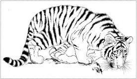 老虎 白描 素描 线描 国画