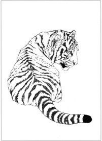 老虎 白描 素描 线描 国画