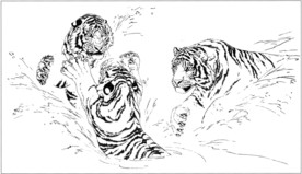 老虎 白描 素描 线描 国画