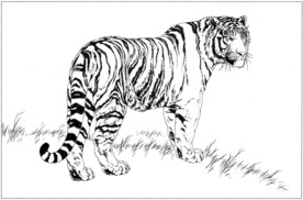 老虎 白描 素描 线描 国画