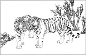 老虎 白描 素描 线描 国画