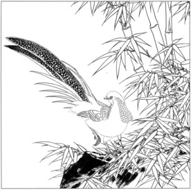 锦鸡 白描 素描 线描 国画稿
