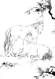 骏马 素描 白描 线描 国画稿