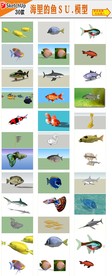 海洋鱼模型
