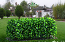 大叶黄杨绿篱3D模型
