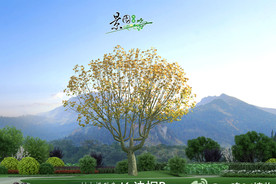 法国梧桐3D模型3