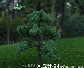 五针松3D模型