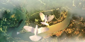 多组鸽子素材，祖国山河