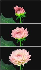 一朵粉红色鲜花盛开绽放