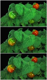 西红柿成熟延时摄影