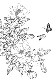 茶花 白描 素描 线描 国画