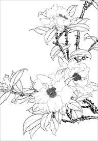 茶花 白描 素描 线描 国画