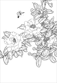 茶花 白描 素描 线描 国画