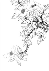 茶花 白描 素描 线描 国画