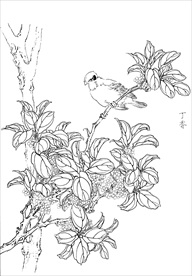 丁香花   白描 素描 线描