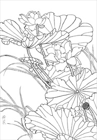 荷花  白描 素描 线描 国画