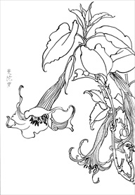 曼陀罗花  白描 素描 线描