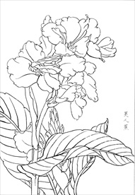 美人蕉  白描 素描 线描