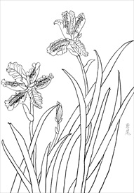 鸢尾花  白描 素描 线描