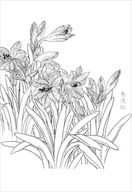 朱顶红  白描 素描 线描 国