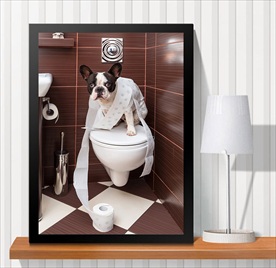 宠物海报  宠物店 宠物医院