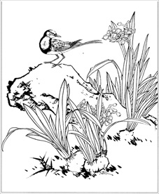 水仙花线描 水仙花白描 水仙花