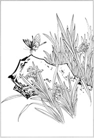 水仙花线描 水仙花白描 水仙花