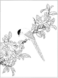 茶花线描 茶花白描 茶花素描