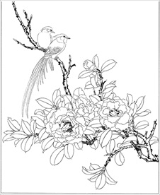 茶花线描 茶花白描 茶花素描