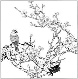 梅花线描 梅花白描 梅花素描