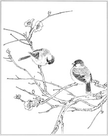 梅花线描 梅花白描 梅花素描