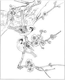 梅花线描 梅花白描 梅花素描