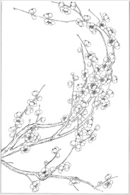 梅花线描 梅花白描 梅花素描