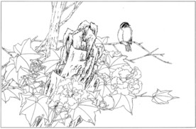 芙蓉花线描 芙蓉花白描 芙蓉花