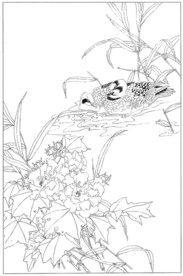 芙蓉花线描 芙蓉花白描 芙蓉花