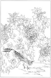 芙蓉花线描 芙蓉花白描 芙蓉花