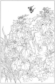 芙蓉花线描 芙蓉花白描 芙蓉花