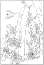 芙蓉花线描 芙蓉花白描 芙蓉花