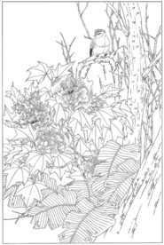 芙蓉花线描 芙蓉花白描 芙蓉花