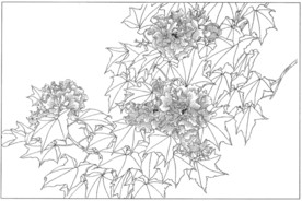 芙蓉花线描 芙蓉花白描 芙蓉花