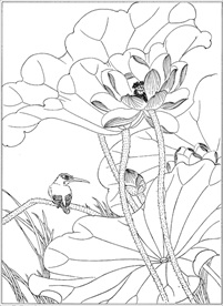 荷花线描 荷花白描 荷花素描