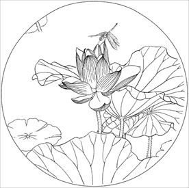 荷花线描 荷花白描 荷花素描