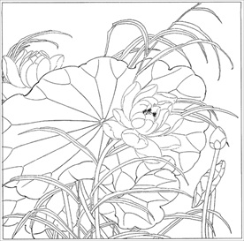 荷花线描 荷花白描 荷花素描