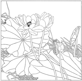 荷花线描 荷花白描 荷花素描