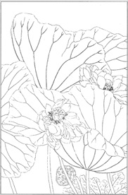 荷花线描 荷花白描 荷花素描