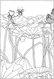 荷花线描 荷花白描 荷花素描